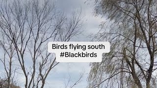 Black birds flying south [upl. by Nylatsyrc64]