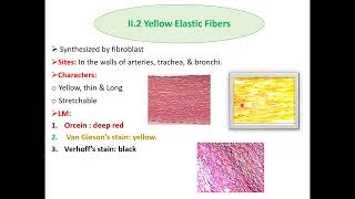 Histopathological techniques Connective tissue staining and clinical applications [upl. by Gonzalo137]