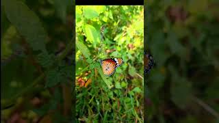 Butterfly nature banke title dil uda❤💫💫 [upl. by Marcin]