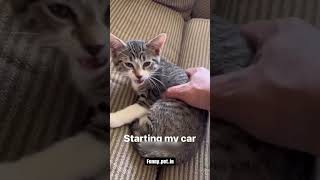 Interesting cat videoscatcatscatlover catshorts funnycatsyoutubeshorts funnyvideo music [upl. by Catherin]