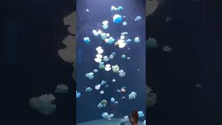 Blue Blubber JellyFish fish aquarium [upl. by Immat175]