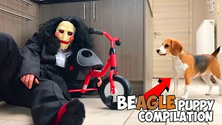 Top 10 BAD Beagle Puppy Compilation 🐶 [upl. by Sublett]