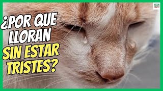 🔴 ¿PORQUE LLORAN LOS GATOS CON LÁGRIMAS SIN ESTAR TRISTES 🔴 [upl. by Marabelle771]