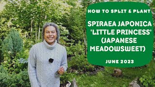 How to Split amp Plant Spiraea japonica Little Princess Meadowsweet [upl. by Boycie]