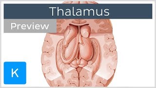 Thalamus Structure and function preview  Human Neuroanatomy  Kenhub [upl. by Htnicayh732]