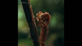 An endemic species of moth Larva from Hawaii Eupithecia  it is an ambush predator that grabs pr [upl. by Tod]