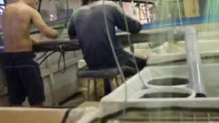 Ornamental Fish farm in Israel Coy production amp breeding [upl. by Norok]