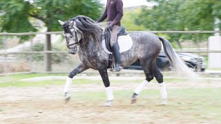 SOLD TO GERMANY ¡¡¡ SERENO  ANDALUSIAN HORSE FOR SALE  Good price [upl. by Annawal]