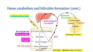 Bilirubin metabolism Hyperbilirubinemia and jaundice [upl. by Rehoptsirhc901]