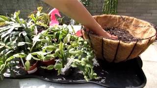 Planting Christmas Cactus  Schlumbergera buckleyi into a Hanging Basket [upl. by Brosy751]