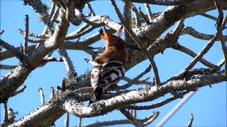 African Hoopoe male calling [upl. by Shepley]