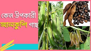 উপকারী গাছ আলকুশি।। কেন এই গাছ দেখলেই বানর পালায়।। আলকুশি গাছ এর উপকারিতা ।। প্রকৃতির রং [upl. by Kania812]