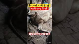 Downer cow syndrome l dr Umar khan [upl. by Hgielram]