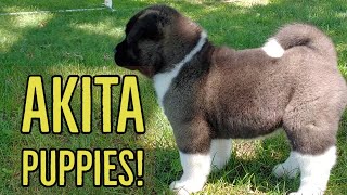 Akita Puppies  The Akita Life [upl. by Bibbie]