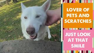 MEET SOLIS AT KC PET PROJECT [upl. by Lamrert]