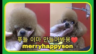 푸들미용poodle grooming푸들머리애견미용 스타일 푸들이마클리핑방법램클립 [upl. by Nylissej]