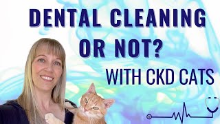 Dental Cleaning for CKD Cats What to Consider First [upl. by Schonthal]