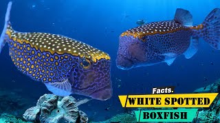 White Spotted Boxfish  A Journey Through the World of White Spotted Boxfish [upl. by Nerej]