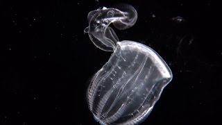 Swallowed Whole  a comb jelly preying on a comb jelly [upl. by Anairol]