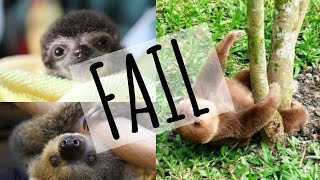 Sloth Fail Compilation [upl. by Lamoureux]