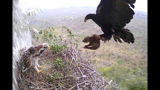 Morning meal for Verreauxs Eagles Selati Wilderness Foundation 19 August 2023 [upl. by Leonhard917]