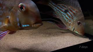 Geophagus winemilleri fry from 0 to 80 days [upl. by Eelyek607]