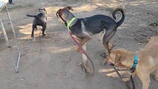 pugsley and friends available to adopt Bradshaw animal shelter Sacramento CA [upl. by Lombard87]