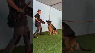 Instinctual Guarding DogTraining GuardDogs [upl. by Lani]