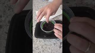 How to plant clivia from seeds plants clivia [upl. by Ellery]