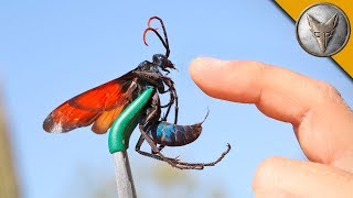 STUNG by a TARANTULA HAWK [upl. by Eemiaj642]