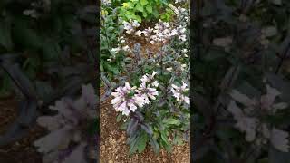 Hybrid Penstemon Dark Tower in our Garden 🌸🐝 [upl. by Lyrehs]