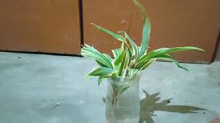 How to grow water OROTON plant 🌵 [upl. by Notsahc]