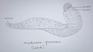 How to draw Leech Hirudinaria granulosa diagram  Class 11 Biology  Ankita Mishra [upl. by Lala424]