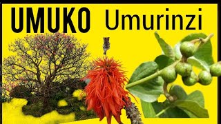 UMUKO UMURINZI UMUTI WAGATANGAZA [upl. by Leachim303]