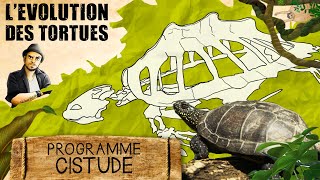 BECS ET CARAPACES  Lévolution des tortues [upl. by Atirys113]