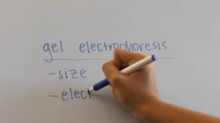 Biotechnology  Plasmids and Gel Electrophoresis [upl. by Terrab]