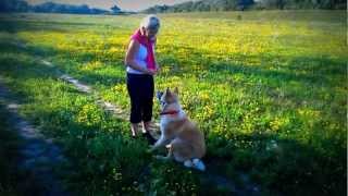 Akita Inu 8 mesiacov zakladne povely [upl. by Eckel]