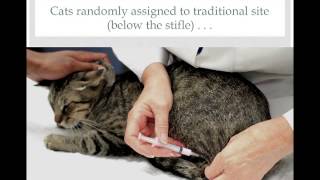 Vet to Vet Tail Vaccination in Cats  conference recording [upl. by Arimak411]