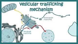 Vesicle trafficking  vesicle transport in cell  molecular mechanism [upl. by Emoryt843]