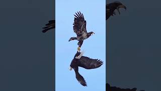 eagles attack beautifulanimals beautiful eagle nature eagle wildlife 2eagleattackforyou [upl. by Birk]