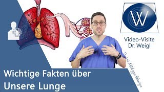 Unsere Lunge Anatomie Aufbau amp die Physiologie der Atmung verstehen  Wichtige Lungenerkrankungen [upl. by Kciv9]