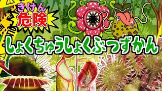 【危険生物】危険！食虫植物ずかん ハエトリグサ、モウセンゴケ、ウツボカズラ、サラセニア [upl. by Victorie]