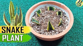 SNAKE PLANT Sansevieria Care Tips and Propagation by leaf cuttings  Rhizome [upl. by Nil]