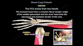 Flexor Carpi Ulnaris  Everything You Need To Know  Dr Nabil Ebraheim [upl. by Uba]