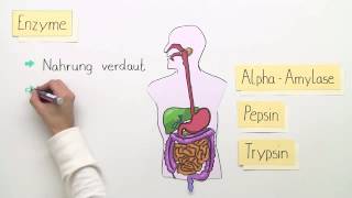 ENZYME  FUNKTIONSWEISE  BASISWISSEN  Biologie  Stoffwechselbiologie [upl. by Ezmeralda]