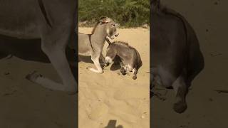 donkey animals funny pets shot [upl. by Eachern863]