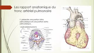 7  Aorte et Artère pulmonaire 10 [upl. by Kenny]