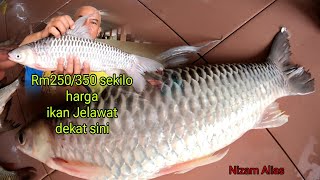 RM250350 HARGA PASARAN IKAN JELAWAT SUNGAI DEKAT SINI [upl. by Ameh]