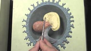 Early stages of human embryo modelmov [upl. by Heyman510]