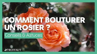 Comment bouturer un rosier   Truffaut [upl. by Ange]